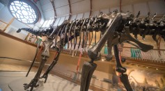 Dippy The Diplodocus Arrives At Dorset County Museum