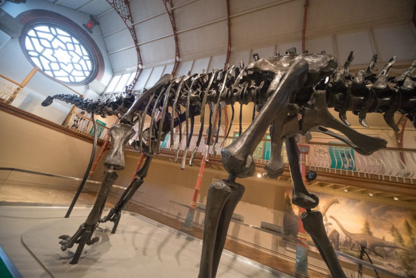 Dippy The Diplodocus Arrives At Dorset County Museum