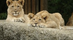  Two Lions Tested Positive for COVID-19 in Pittsburgh Zoo After Being Exposed to Asymptomatic Employee