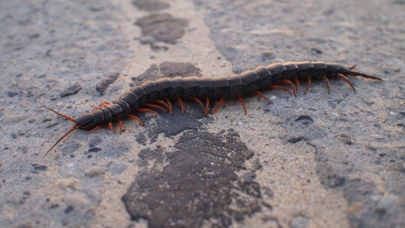  Novel Amphibious Centipede Discovered Named After Local Gods, A First For Japan In 143 Years