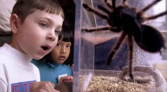 Smithsonian Holds Insect Expo