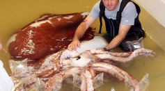 Giant Squid Defrosts At The Te Papa Museum