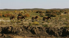 Przewalski's Horse In Xinjiang