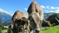  Pastured Cows Might Help Fight Climate Change, Studies Suggest