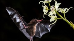  Bats Already Know Echolocation Since Birth Unlike Other Animals, Research Reveals