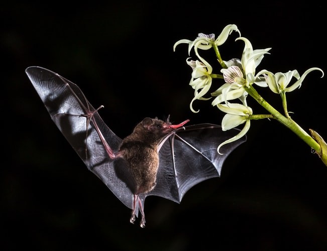  Bats Already Know Echolocation Since Birth Unlike Other Animals, Research Reveals