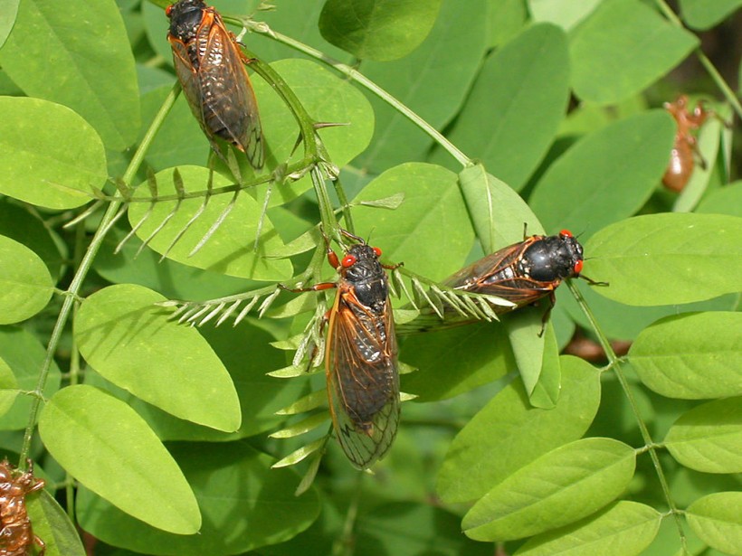 Cicadas Emerge in Eastern USA