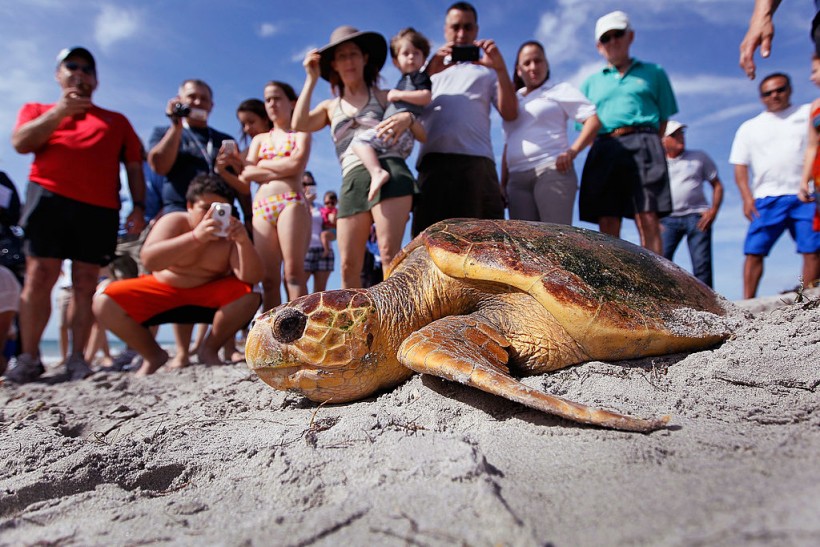 Two Loggerhead Turtles Are Returned To The Wild