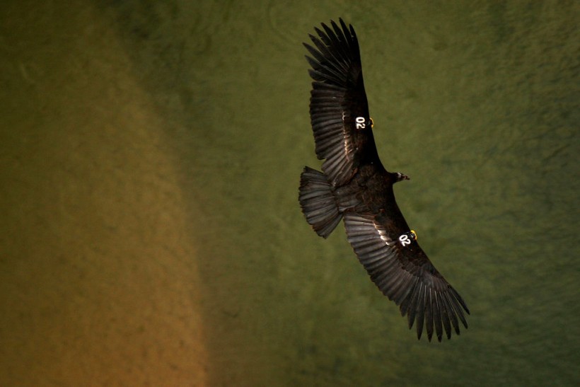 Science Times - Giant California Condors Discovered in Woman’s Home Causing Damage, Leaving Poops All Over the Place