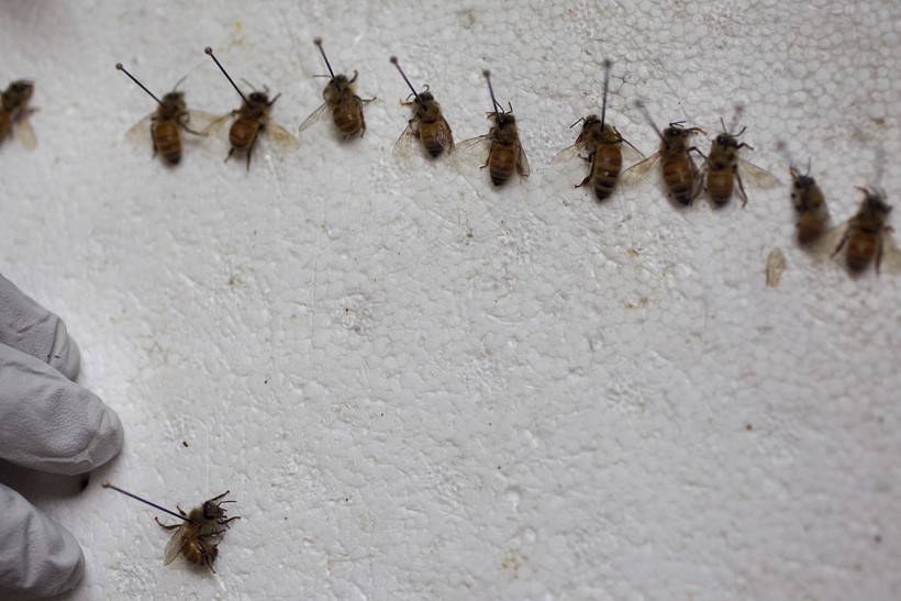 Science Times - Trained Bees: Scientists Train These Insects to Identify COVID-19 Through Smell