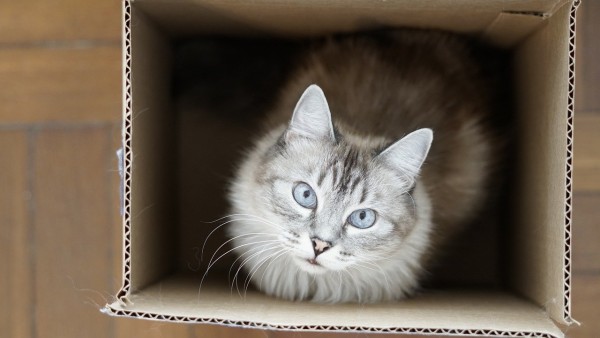 Ragdoll cat: some believed that aliens have contributed to its development  - Love my catz