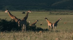 flock-of-wild-giraffes-pasturing-in-green-savanna-4577783/