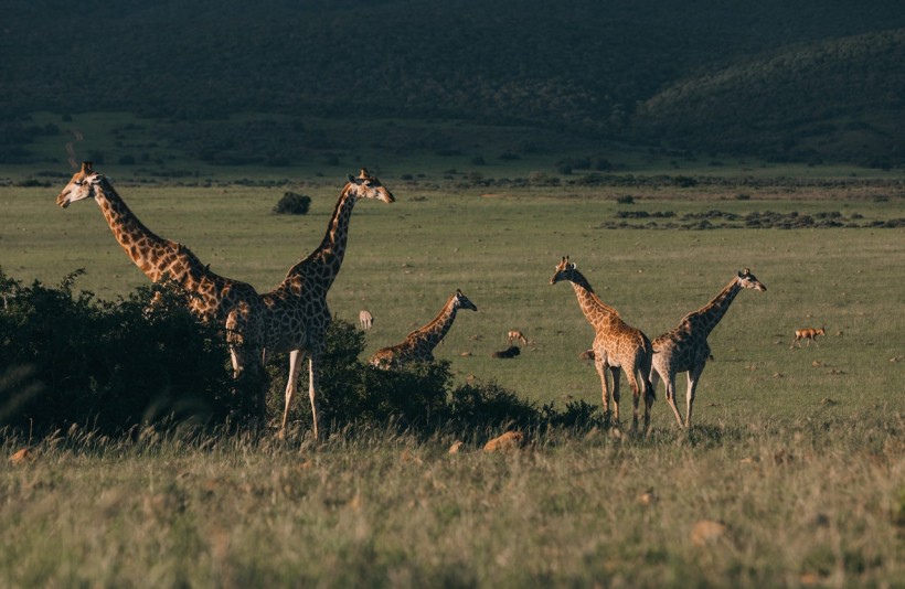 flock-of-wild-giraffes-pasturing-in-green-savanna-4577783/