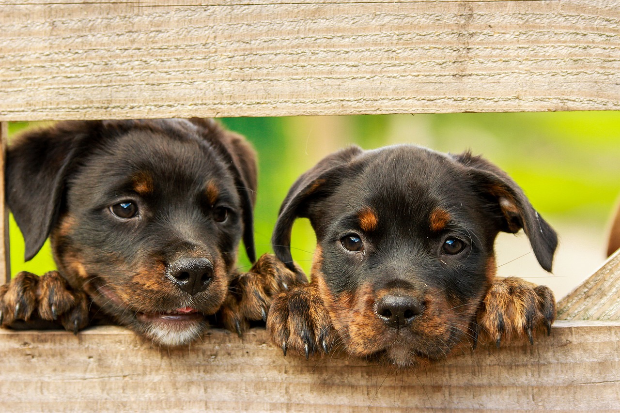 Malnourished Puppies Rescued Australian Couple Fined After