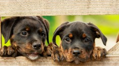 Science Times - Malnourished Puppies Rescued; Australian Couple Fined $7,000, Prohibited From Owning Pet for Feeding Dogs with Meat-Free Diet