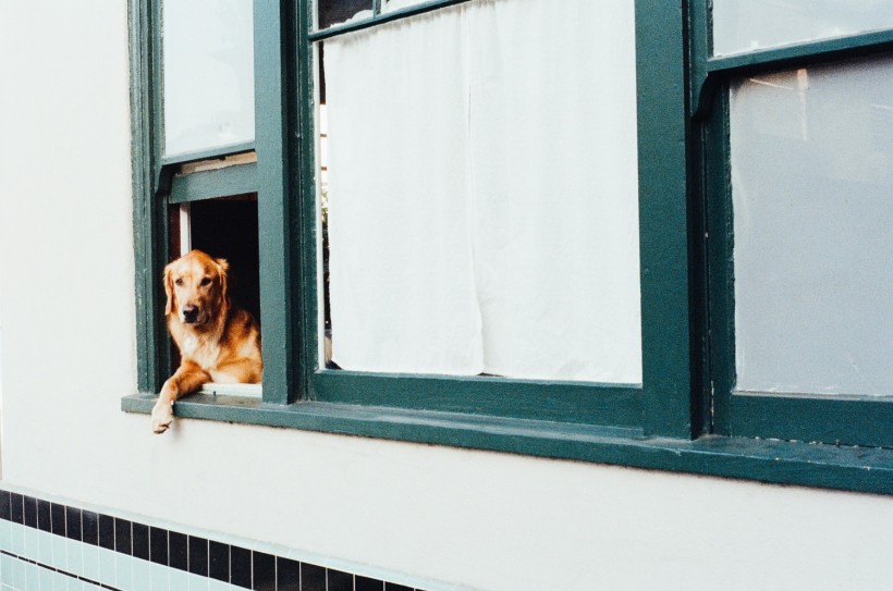 animal-dog-pet-window-2816