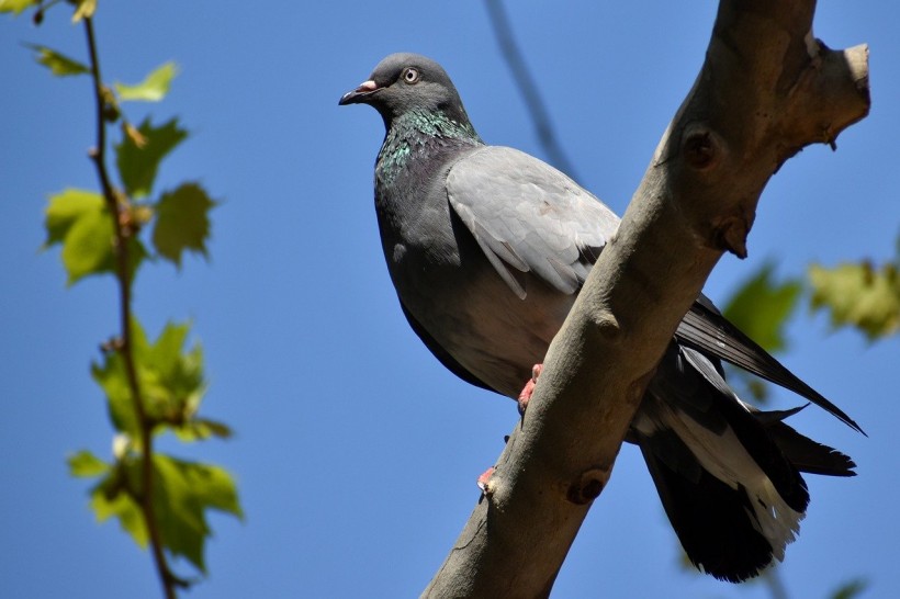  Pigeon With Mysterious Massive Feet Went Viral On Social Media: Was It Just An Illusion?