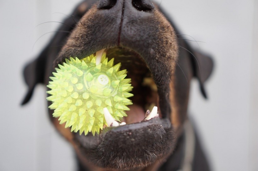  New Harmless Bacteria Strain Could Fight Dog's Bad Breath, Could Last For Up To Two Hours!