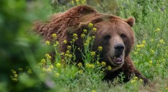  Brown Bears Are More Successful In Mating When They Rub Their Backs On More Trees, Study Finds 