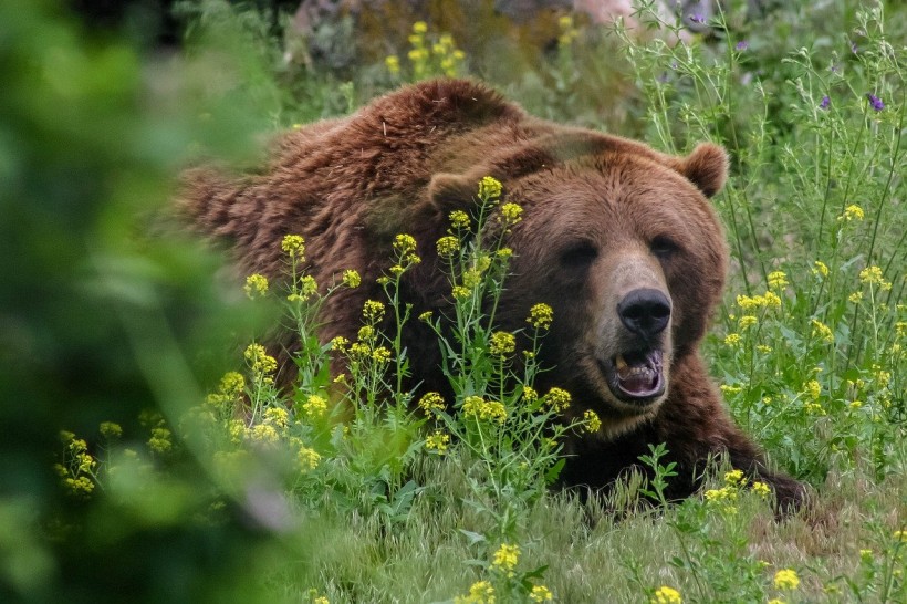  Brown Bears Are More Successful In Mating When They Rub Their Backs On More Trees, Study Finds 