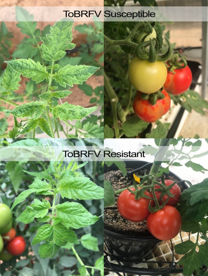 ToBRFV Susceptible vs Resistant Tomatoes