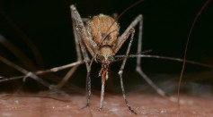  Mosquito Bites: Scientists Discovered Chemical Differences on the Skin That Attracts Mosquitoes
