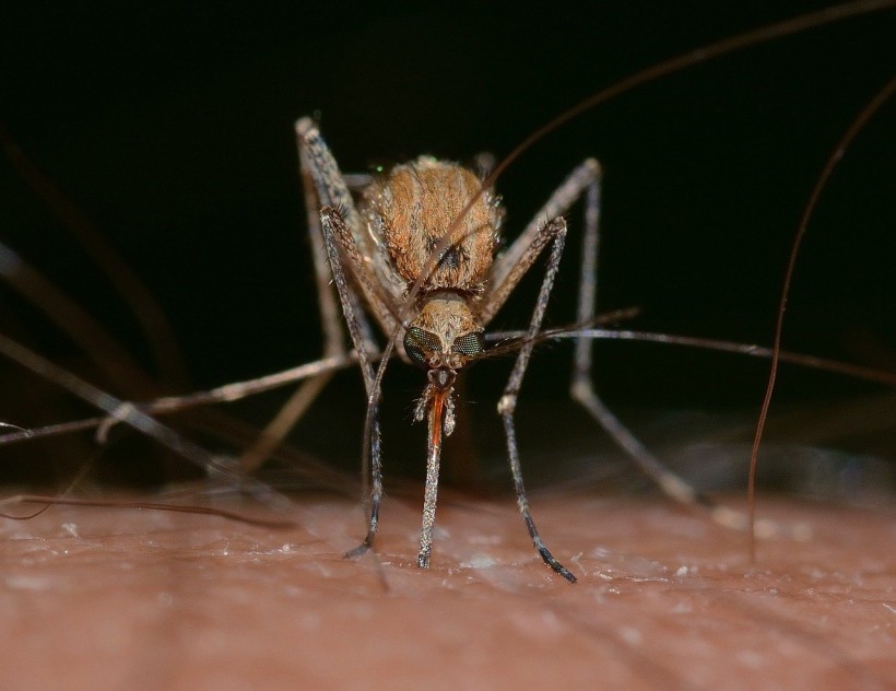  Mosquito Bites: Scientists Discovered Chemical Differences on the Skin That Attracts Mosquitoes