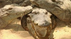 Crocodiles at Crocodile Bank