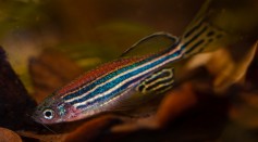 Science Times - Zebrafish Can Shield Humans While on Spaceflight –Report