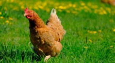  Salmonella Outbreaks in 43 States Linked to Backyard Chickens, CDC Warns