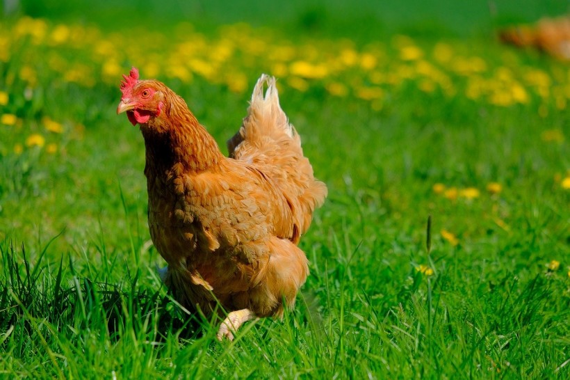 Salmonella Outbreaks In 43 States Linked To Backyard Chickens Cdc Warns Science Times 
