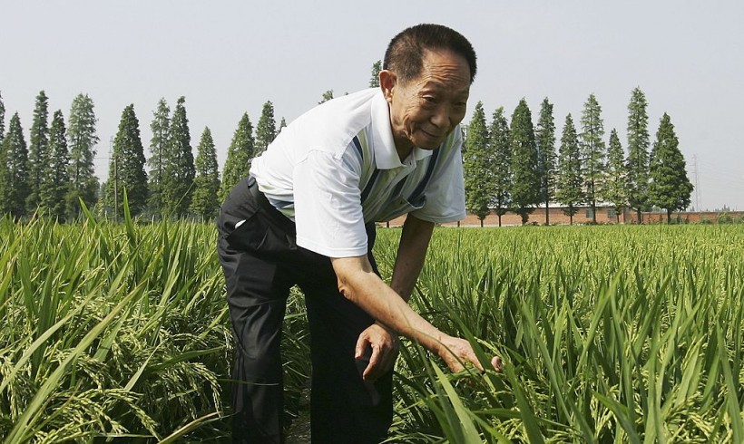 Hybrid Rice Makes A Great Contribution To China's Food Security