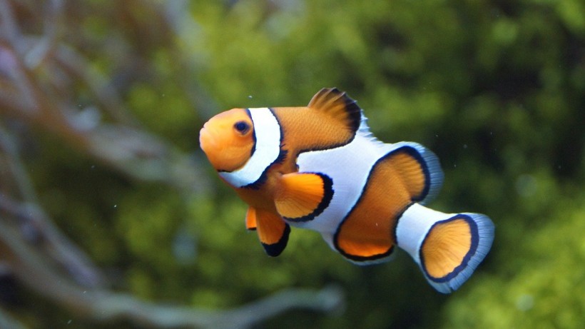  Clownfish Develop Stripes At Different Rates Depending on How Toxic Their Sea Anemone Hosts