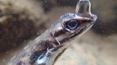 underwater-breathing-by-a-tropical-lizard