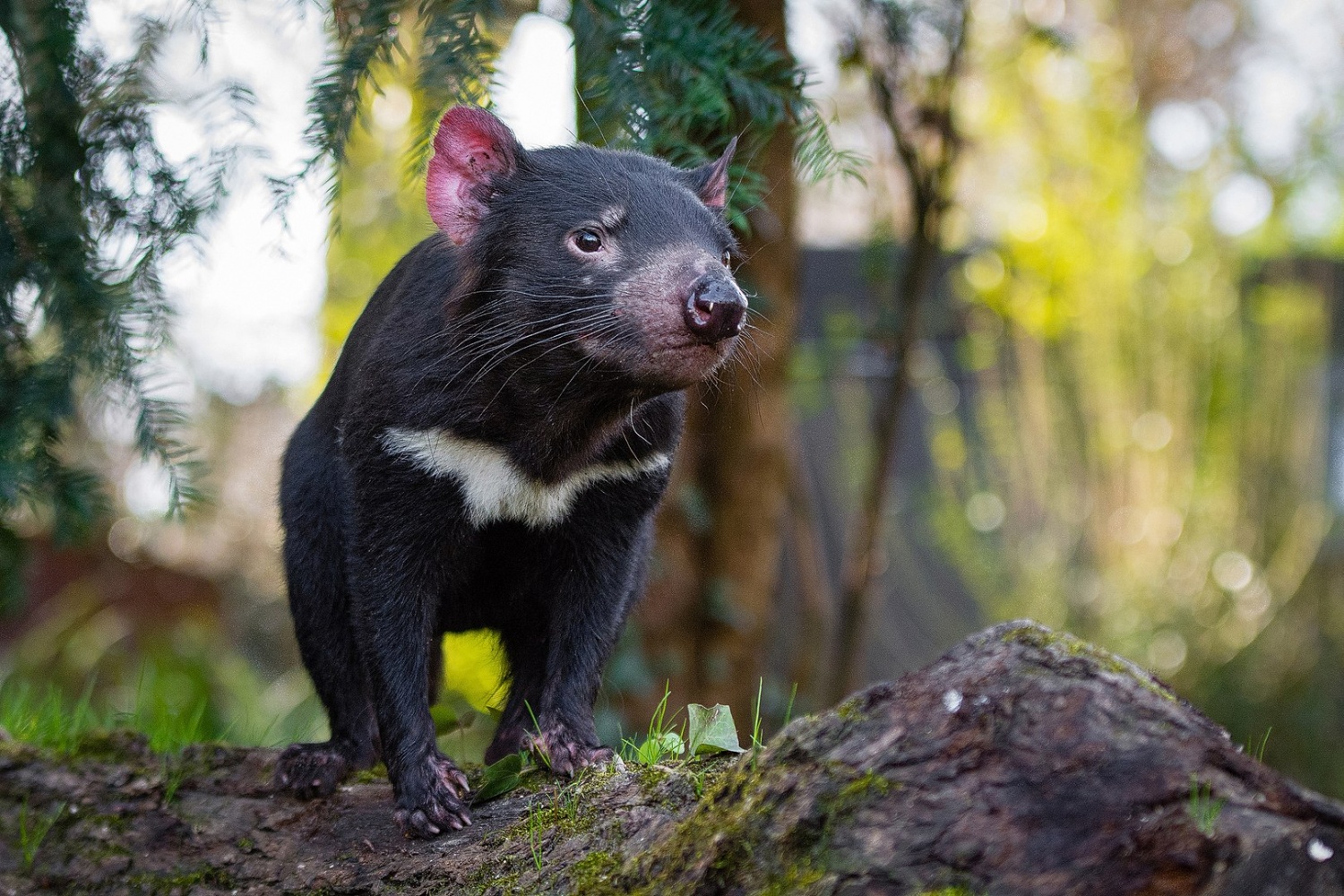 the-adventure-blog-healthy-population-of-tasmanian-devils-located-in