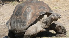 A dome-shelled Galápagos giant tortoise, Chelonoidis nigra