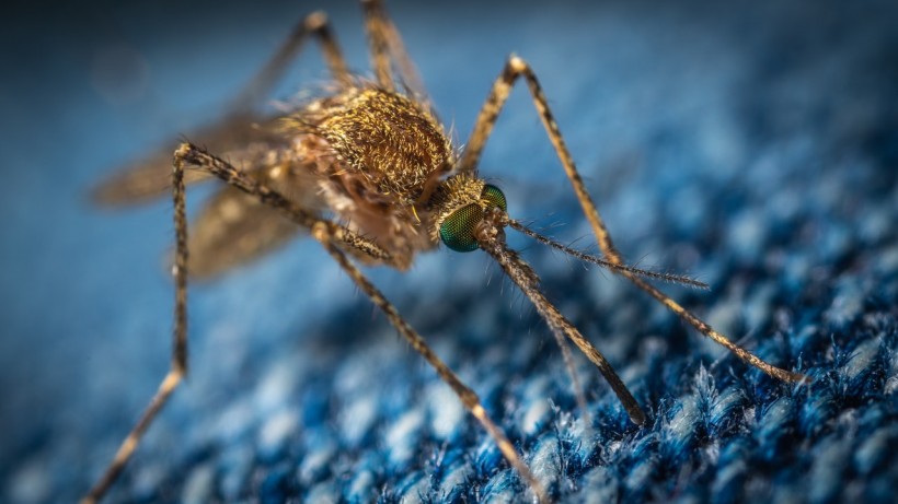 macro-photo-of-a-brown-mosquito-1685610