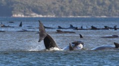 Whales Stranded In Tasmania's Macquarie Harbour