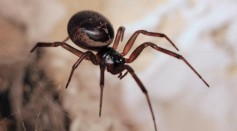 Steatoda nobilis, Noble False Widow spider