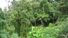 Bamboo and ferns in Peru rainforest