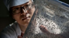 World's Largest Mosquito Factory Aims To Prevent Zika