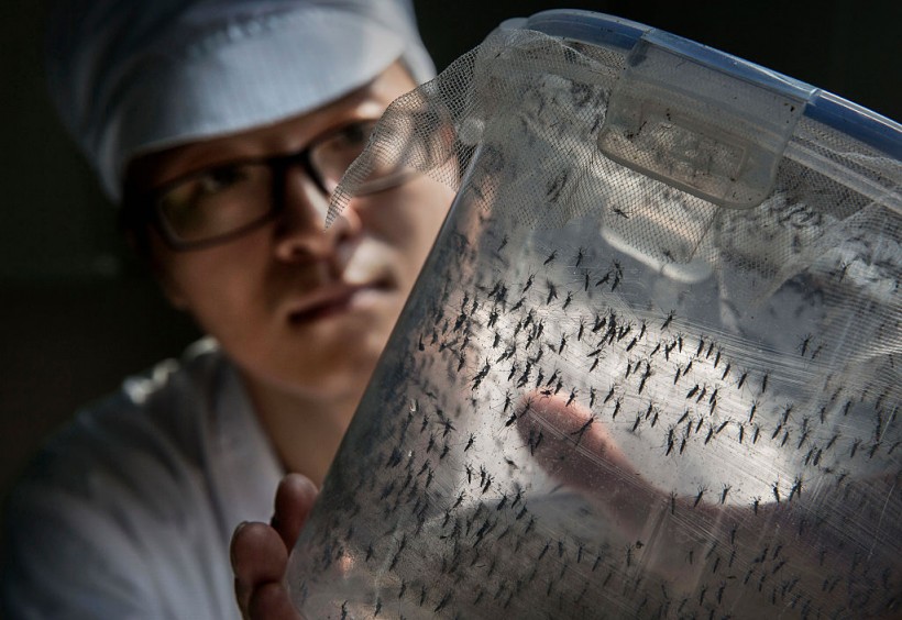 World's Largest Mosquito Factory Aims To Prevent Zika