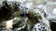 Science Times - Mother and Baby Leopards Reunite, India Wildlife Officials Report