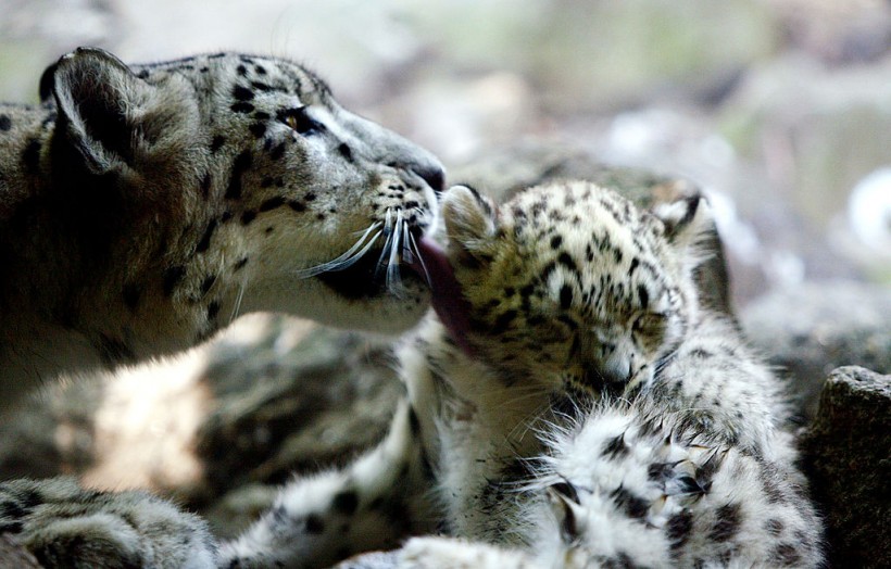 Science Times - Mother and Baby Leopards Reunite, India Wildlife Officials Report