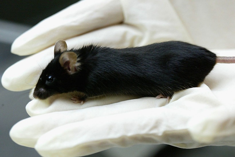 Japanese Scientists Create Worlds First Fatherless Mammal