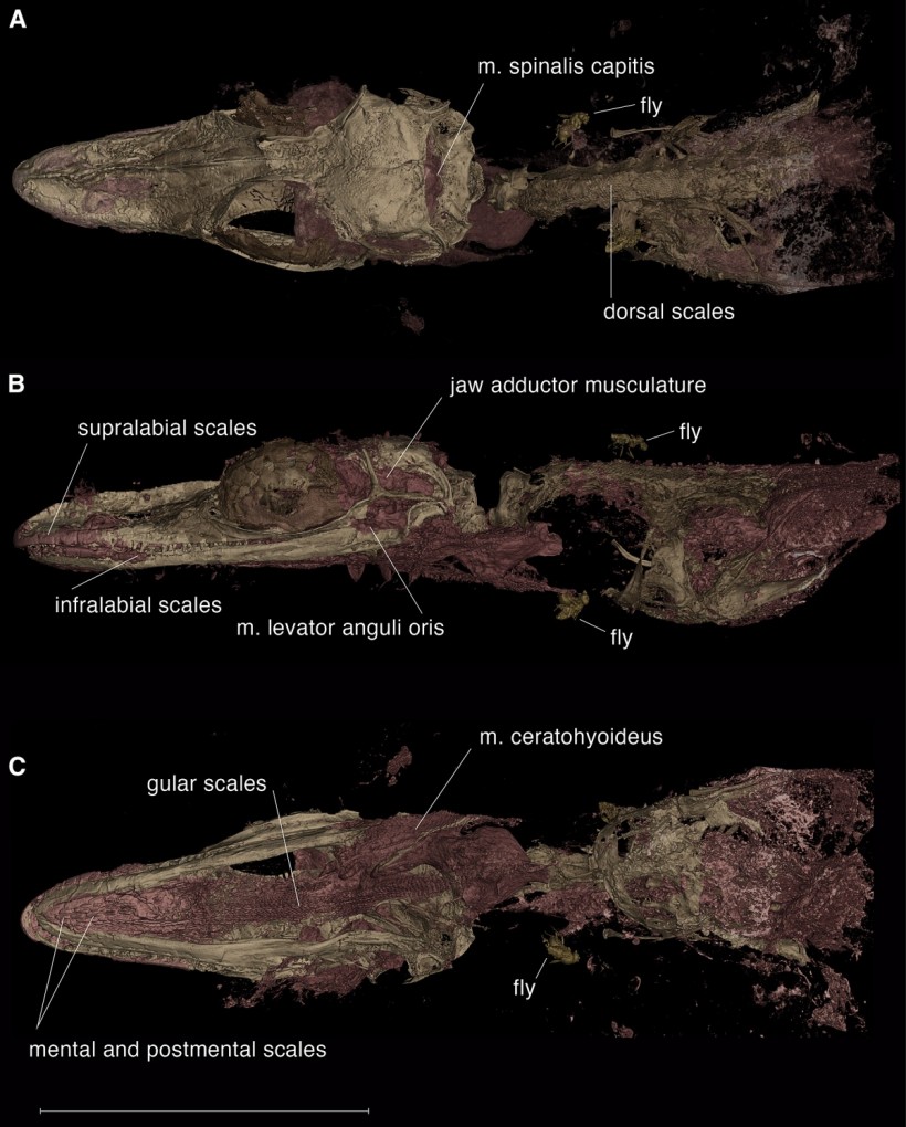 Mistaken Bird Fossils Is Found to Be a Mystery Small Lizard, Reanalysis Showed