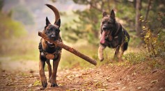 Dog Carrying Stick