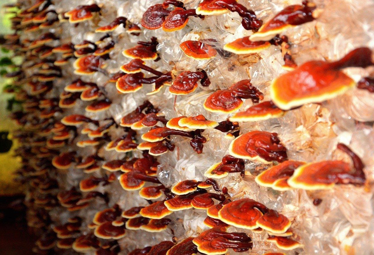 Reishi Mushrooms May Have Offer A Variety Of Health Benefits | Science ...