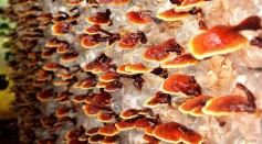Reishi Mushrooms May Have Offer a Variety of Health Benefits