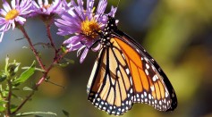  Too Much Nitrogen Endangers Butterflies in Switzerland, Study Finds